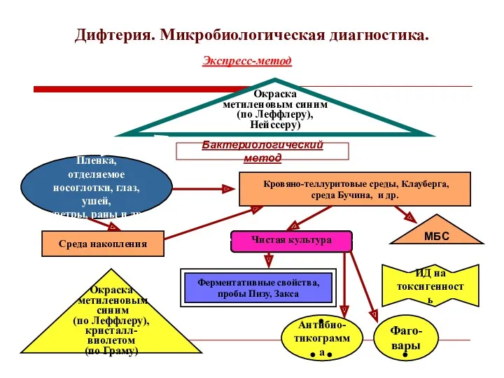 Дифтерия. Микробиологическая диагностика. Экспресс-метод Окраска метиленовым синим (по Леффлеру), Нейссеру)