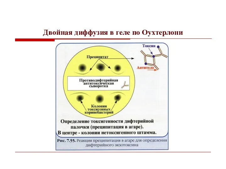 Двойная диффузия в геле по Оухтерлони