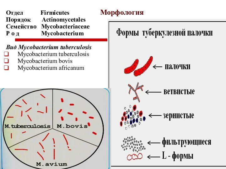 Отдел Firmicutes Порядок Actinomycetales Семейство Mycobacteriaceae Р о д Mycobacterium