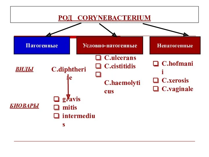 РОД CORYNEBACTERIUM Патогенные Условно-патогенные Непатогенные ВИДЫ БИОВАРЫ • С.diphtheriae С.ulcerans