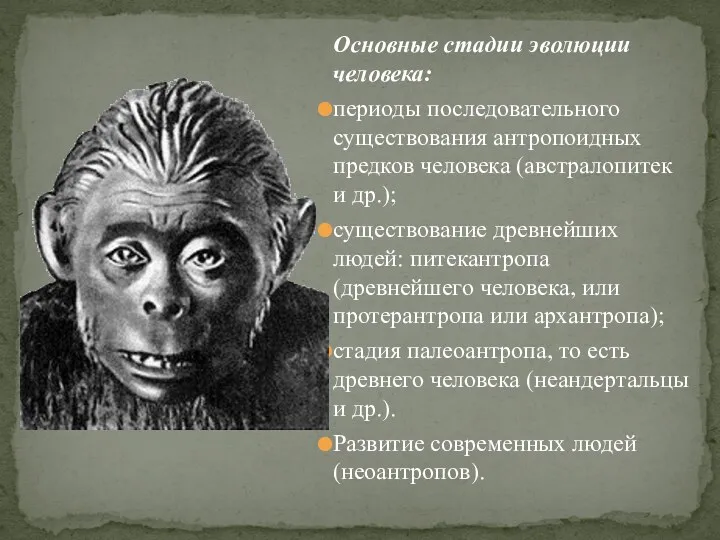 Основные стадии эволюции человека: периоды последовательного существования антропоидных предков человека