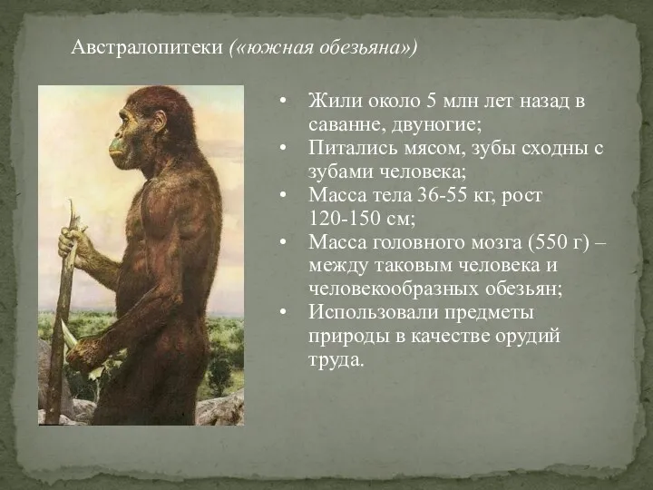 Австралопитеки («южная обезьяна») Жили около 5 млн лет назад в