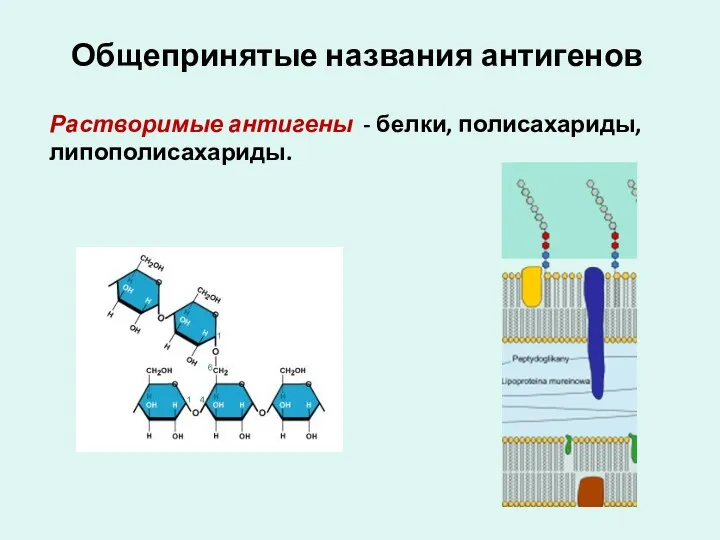 Общепринятые названия антигенов Растворимые антигены - белки, полисахариды, липополисахариды. ЛПС