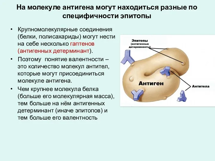 На молекуле антигена могут находиться разные по специфичности эпитопы Крупномолекулярные