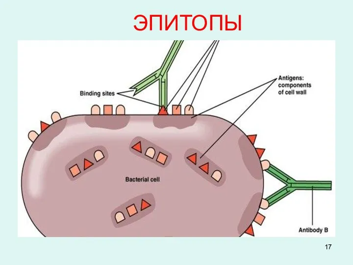 ЭПИТОПЫ