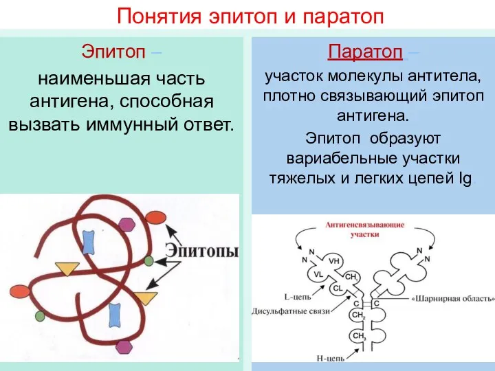 Понятия эпитоп и паратоп Эпитоп – наименьшая часть антигена, способная