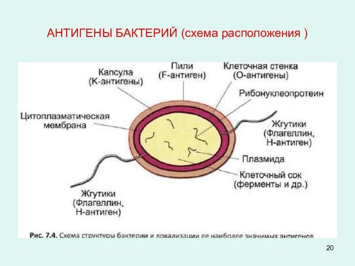 АНТИГЕНЫ БАКТЕРИЙ (схема расположения )