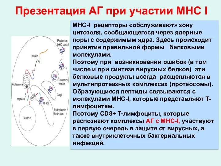 MHC-I рецепторы «обслуживают» зону цитозоля, сообщающегося через ядерные поры с