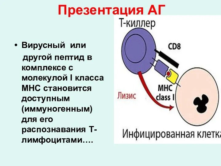 Презентация АГ Вирусный или другой пептид в комплексе с молекулой