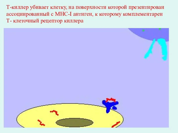 Т-киллер убивает клетку, на поверхности которой презентирован ассоциированный с MHC-I