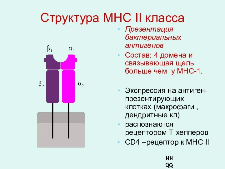 Структура МНС II класса Презентация бактериальных антигенов Состав: 4 домена