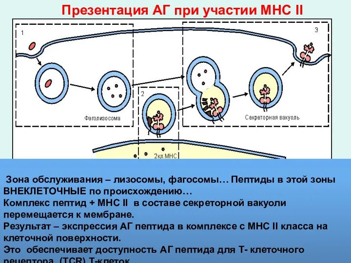 Зона обслуживания – лизосомы, фагосомы… Пептиды в этой зоны ВНЕКЛЕТОЧНЫЕ