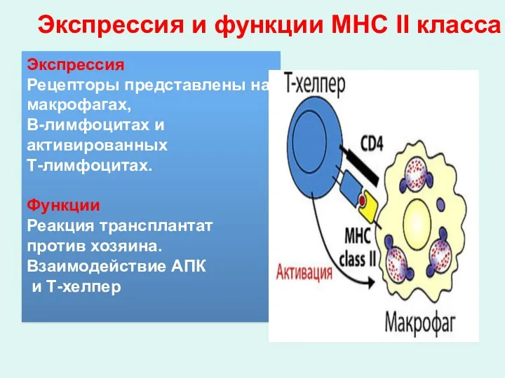 Экспрессия и функции МНС II класса Экспрессия Рецепторы представлены на