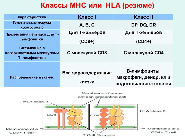 Классы МНС или HLA (резюме)