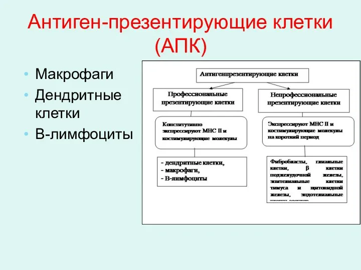 Антиген-презентирующие клетки (АПК) Макрофаги Дендритные клетки В-лимфоциты