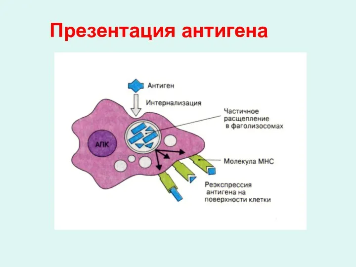 Презентация антигена