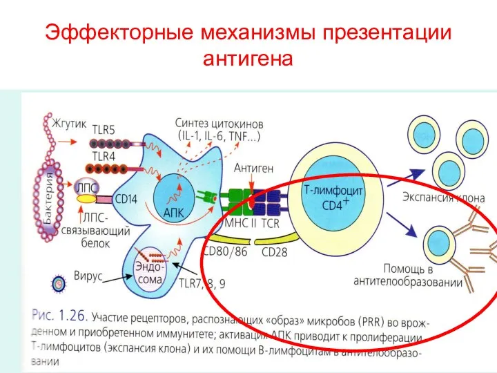 Эффекторные механизмы презентации антигена