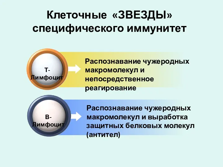 Распознавание чужеродных макромолекул и непосредственное реагирование Клеточные «ЗВЕЗДЫ» специфического иммунитет