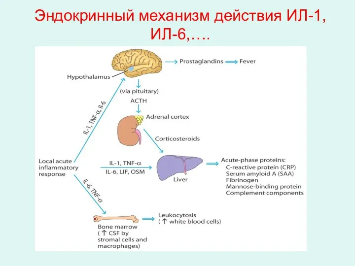 Эндокринный механизм действия ИЛ-1, ИЛ-6,….