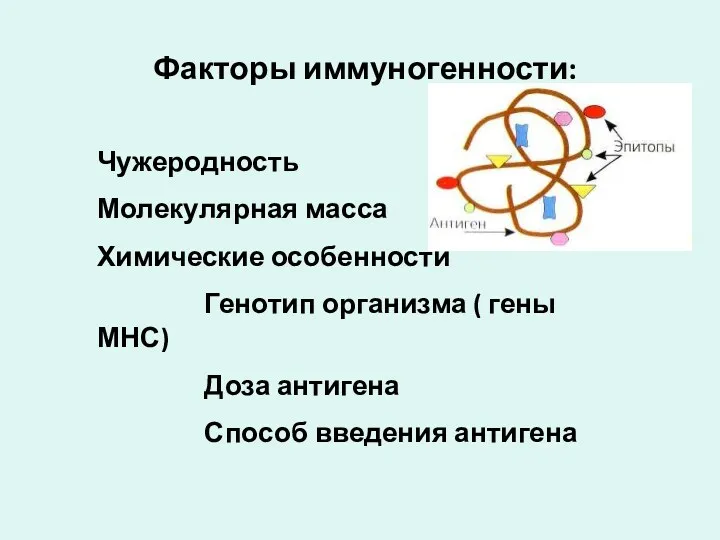 Факторы иммуногенности: Чужеродность Молекулярная масса Химические особенности Генотип организма (