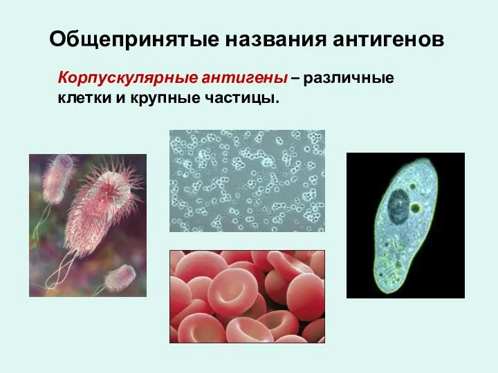 Общепринятые названия антигенов Корпускулярные антигены – различные клетки и крупные частицы.