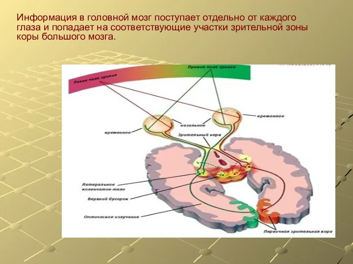 Информация в головной мозг поступает отдельно от каждого глаза и