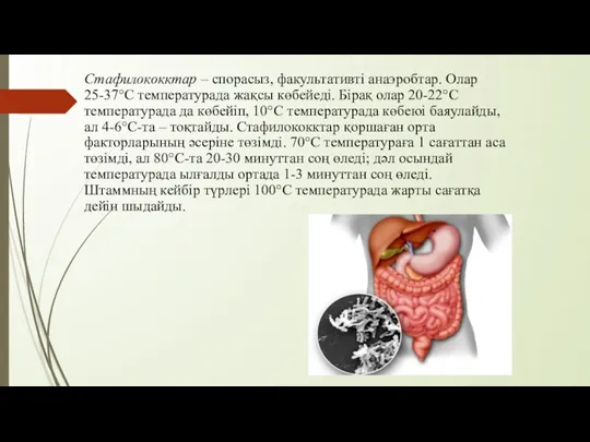 Стафилококктар – спорасыз, факультативті анаэробтар. Олар 25-37°С температурада жақсы көбейеді.