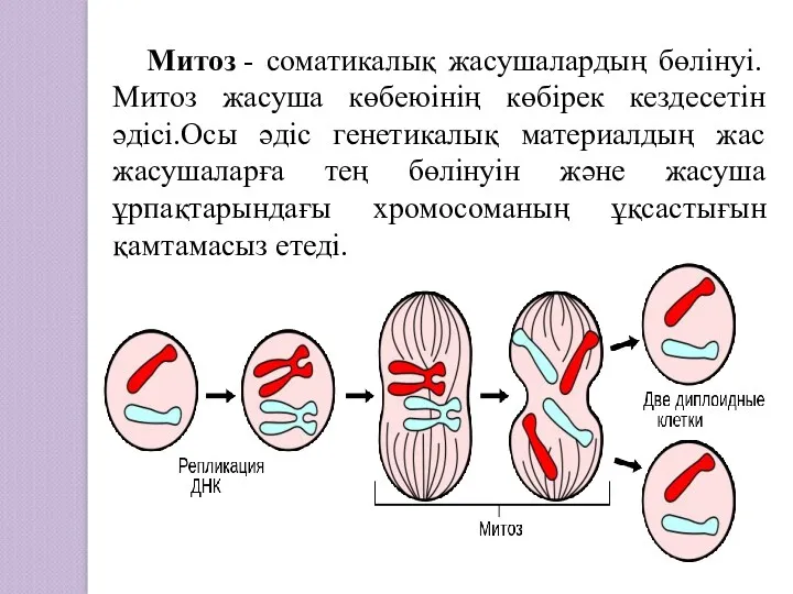 Митоз - соматикалық жасушалардың бөлінуі. Митоз жасуша көбеюінің көбірек кездесетін