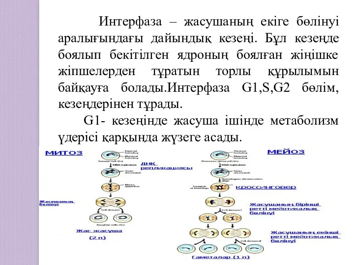 Интерфаза – жасушаның екіге бөлінуі аралығындағы дайындық кезеңі. Бұл кезеңде