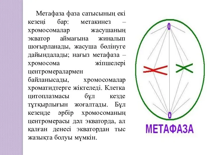 Метафаза фаза сатысының екі кезеңі бар: метакинез – хромосомалар жасушаның