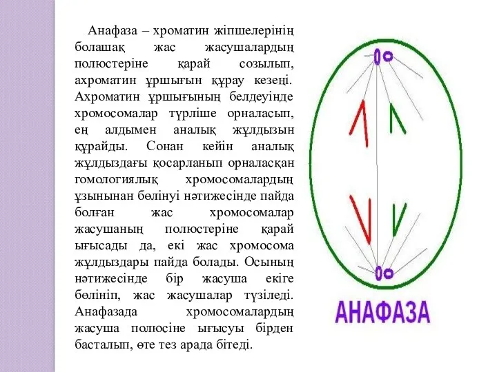 Анафаза – хроматин жіпшелерінің болашақ жас жасушалардың полюстеріне қарай созылып,