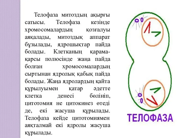 Телофаза митоздың ақырғы сатысы. Телофаза кезінде хромосомалардың қозғалуы аяқалады, митоздық