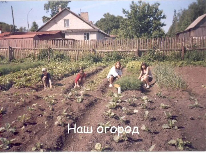 Наш огород