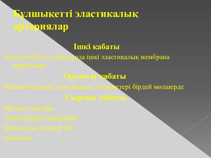 Бұлшықетті эластикалық артериялар Ішкі қабаты Эндотелий асты қабатында ішкі эластикалық мембрана орналасқан Ортанғы