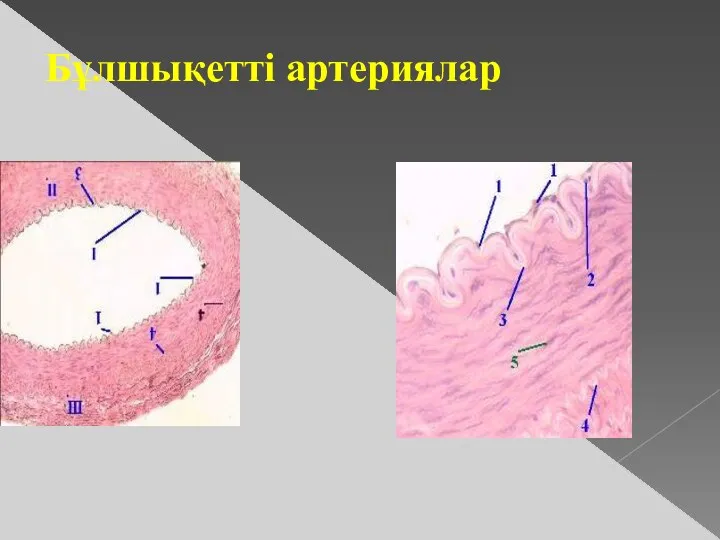 Бұлшықетті артериялар