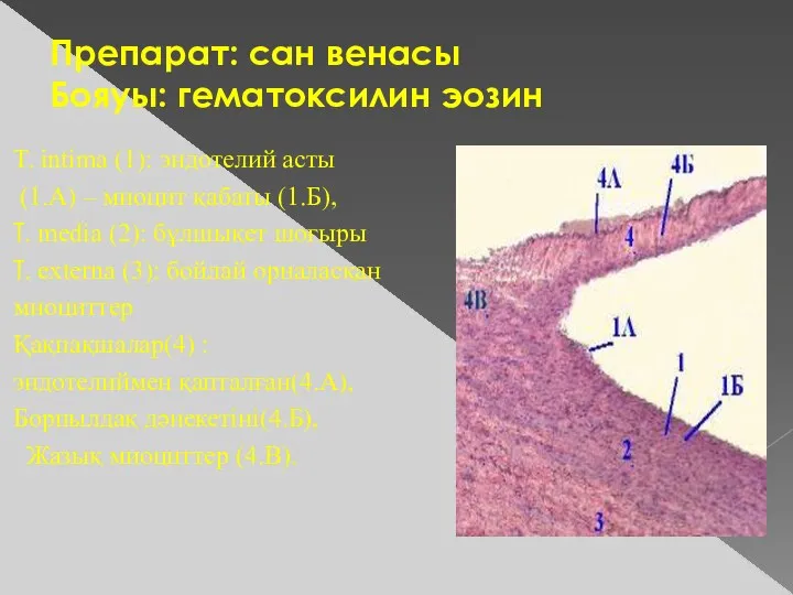 Препарат: сан венасы Бояуы: гематоксилин эозин T. intima (1): эндотелий асты (1.А) –