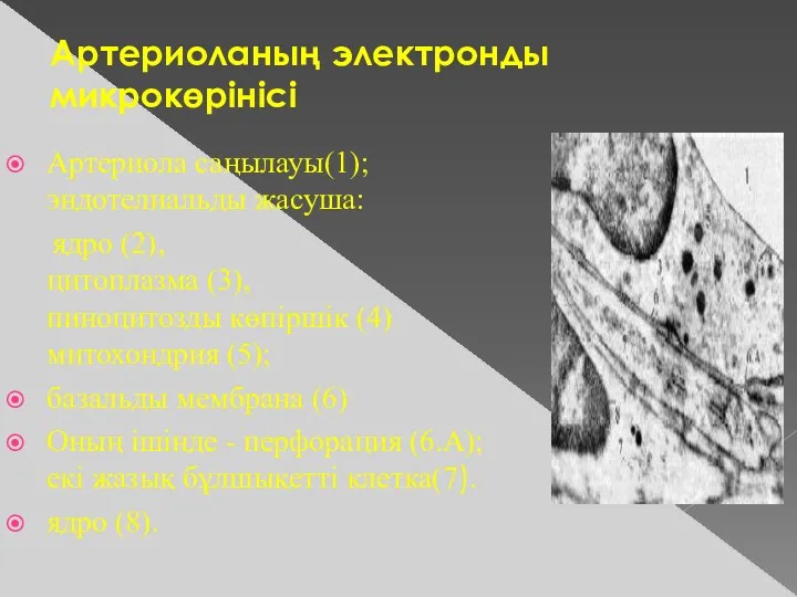 Артериоланың электронды микрокөрінісі Артериола саңылауы(1); эндотелиальды жасуша: ядро (2), цитоплазма