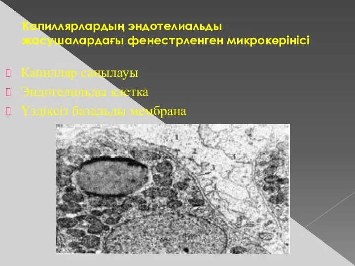 Капиллярлардың эндотелиальды жасушалардағы фенестрленген микрокөрінісі Капилляр саңылауы Эндотелильды клетка Үздіксіз базальды мембрана