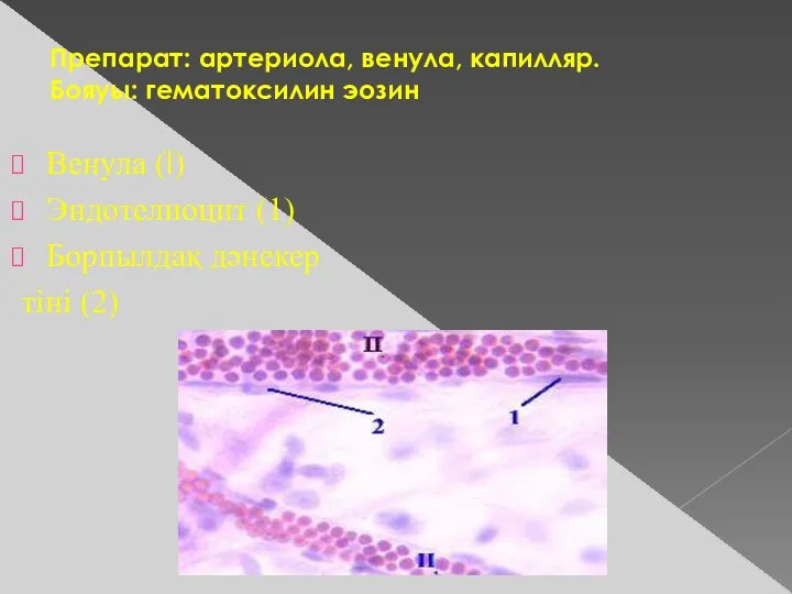 Препарат: артериола, венула, капилляр. Бояуы: гематоксилин эозин Венула (I) Эндотелиоцит (1) Борпылдақ дәнекер тіні (2)