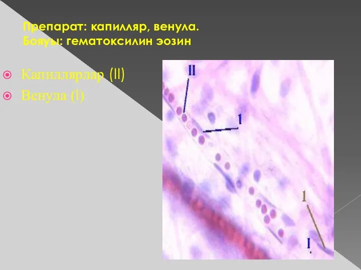 Препарат: капилляр, венула. Бояуы: гематоксилин эозин Капиллярлар (II) Венула (I)