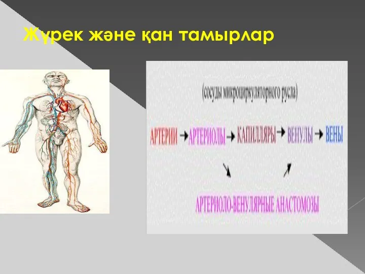 Жүрек және қан тамырлар