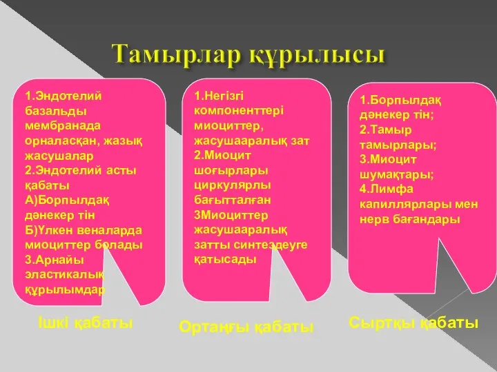 1.Эндотелий базальды мембранада орналасқан, жазық жасушалар 2.Эндотелий асты қабаты А)Борпылдақ