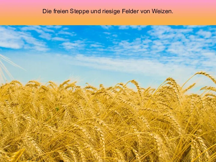 Die freien Steppe und riesige Felder von Weizen.