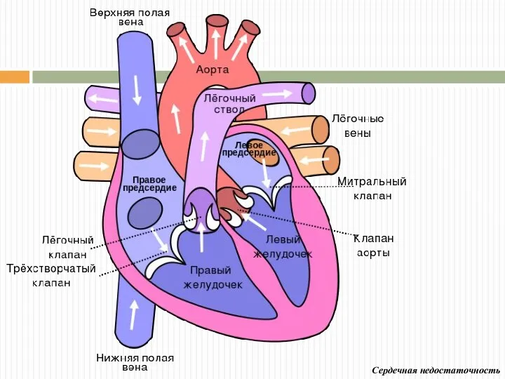 Сердечная недостаточность