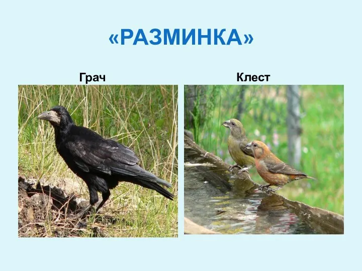 «РАЗМИНКА» Грач Клест