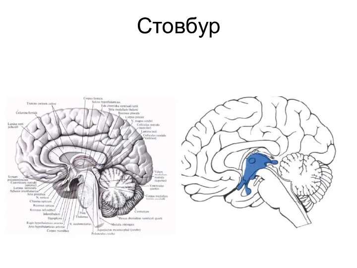 Стовбур