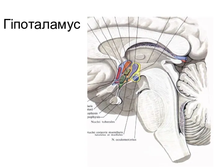 Гіпоталамус