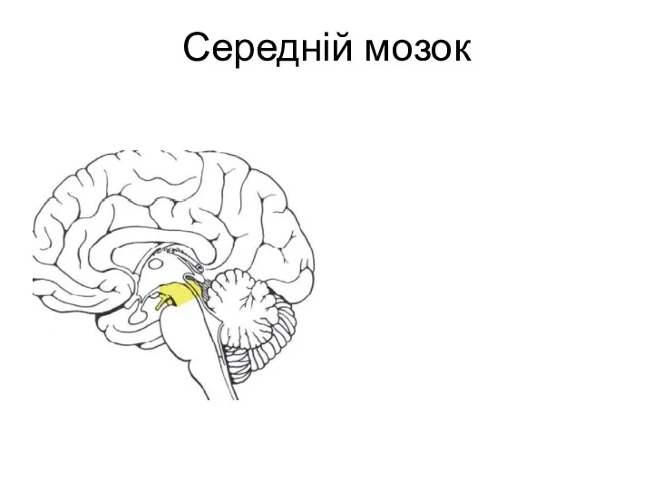 Середній мозок