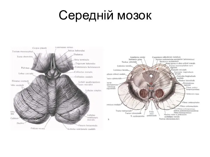 Середній мозок