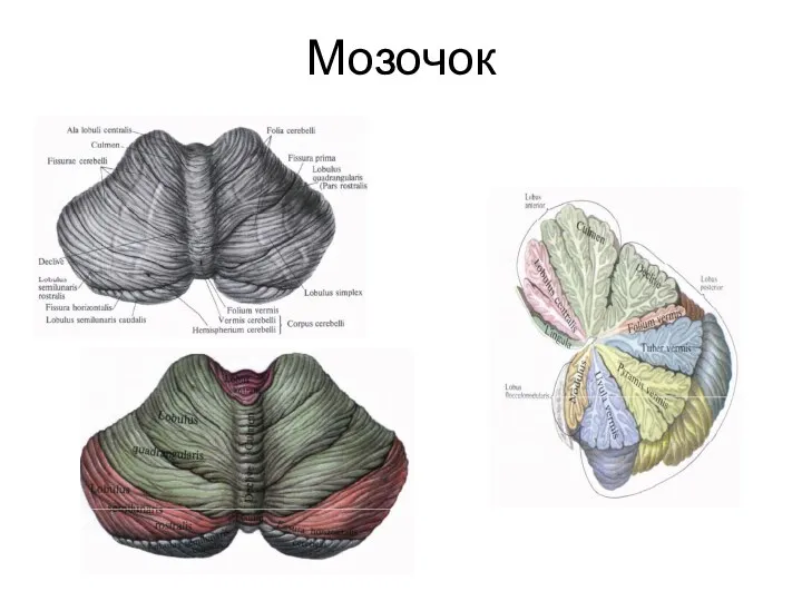 Мозочок